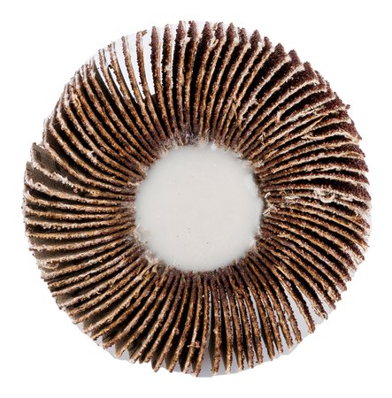 Ściernica listkowa trzpieniowa 60 x 15 x 6 mm, P100