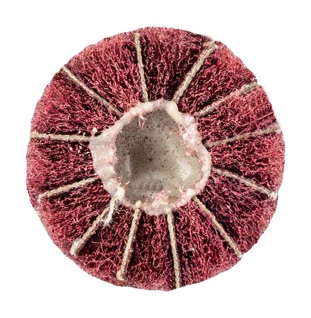 Ściernica listkowa trzpieniowa 30 x 25 x 6 mm, P60