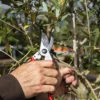 Sekator FELCO 11 – ujęcie producenta 2 Sekator FELCO 11 – ujęcie producenta 2