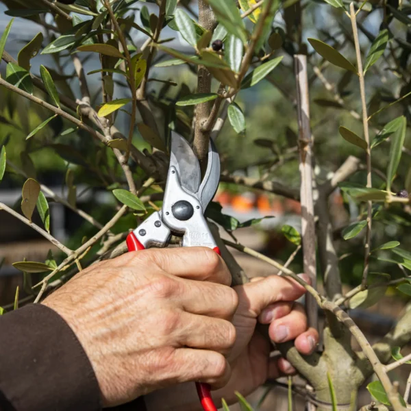 Sekator FELCO 11 – ujęcie producenta 2 Sekator FELCO 11 – ujęcie producenta 2