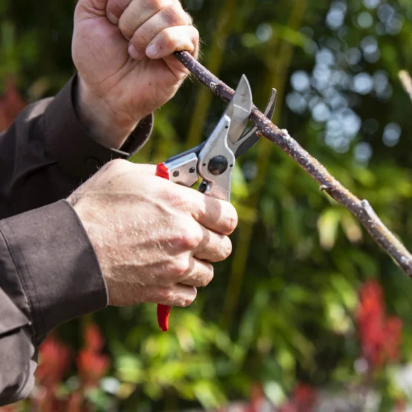 Sekator FELCO 11 – ujęcie producenta 4 Sekator FELCO 11 – ujęcie producenta 4