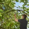 Nożyce do gałęzi FELCO 211-50 – ujęcie producenta 2 Nożyce do gałęzi FELCO 211-50 – ujęcie producenta 2